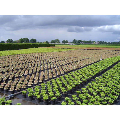 V3H187FA5DC7C1EC6196B9A1DFC494A635FR5820685P2